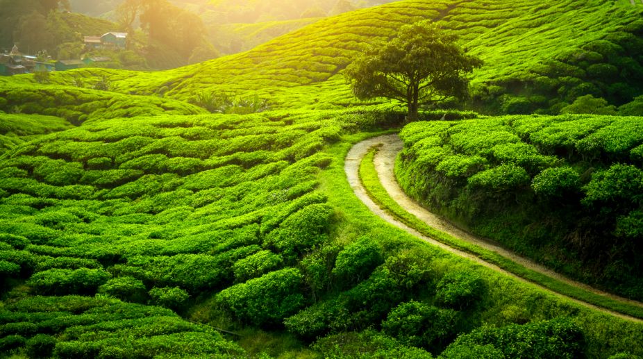 Tea plantation. Natural lanscape