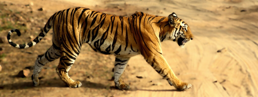 tiger-rsindia-bandhavgarh-tourism