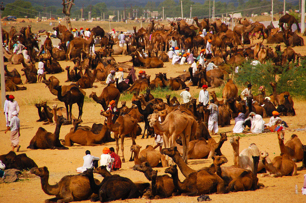 camel-fair-in-pushkar-rajasthan-rsindia-tourism