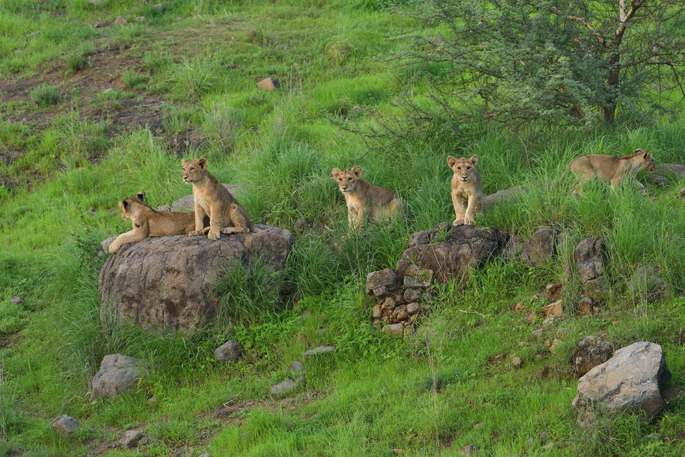 gir-national-park-tigers-rsindia-tour-packages