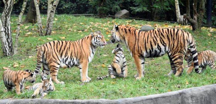 jim-corbet-tigers-in-corbett-rsindia-tourism