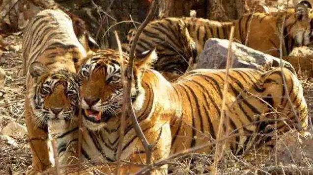 jim-corbett-tigers-uttarakhand-rstourism-india