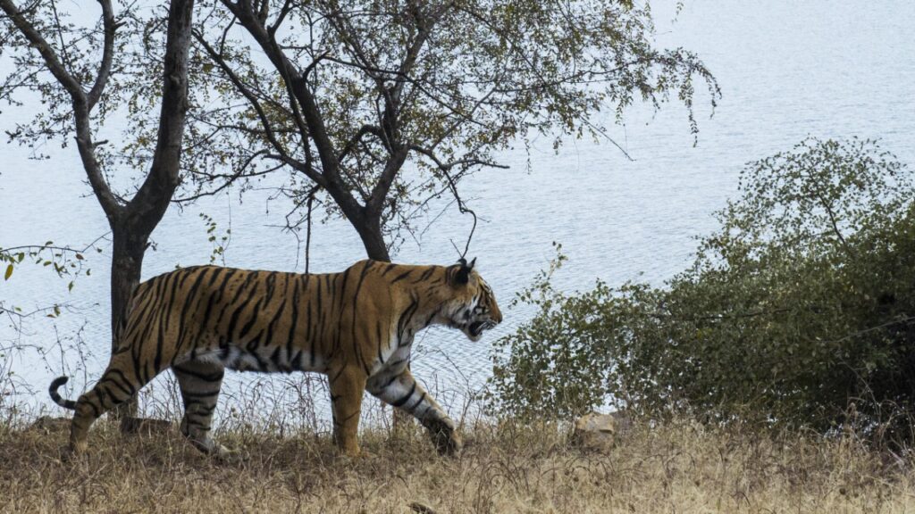 ranthambore-tigers-national-wild-park-rsindia-tourism
